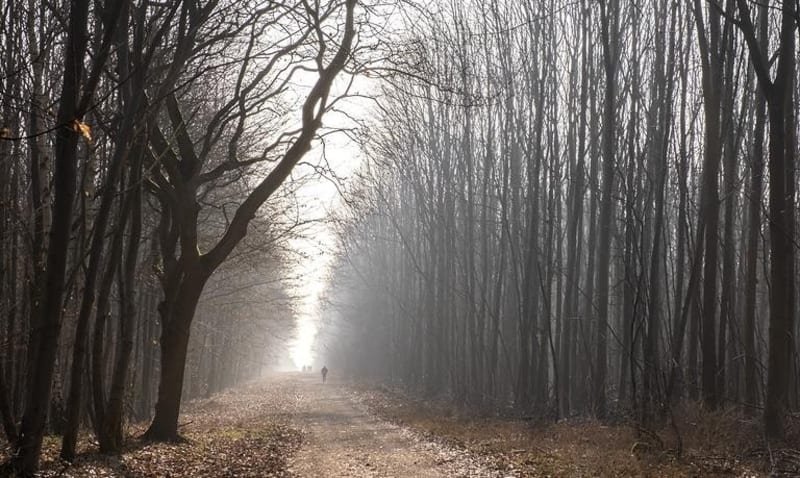 Forêt de la Londe - Bosroumois