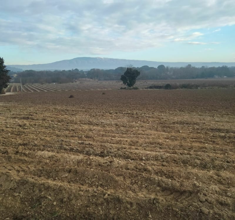 Promenade à Saint Didier avec vue sur le Mont Ventoux - Pernes-les-Fontaines