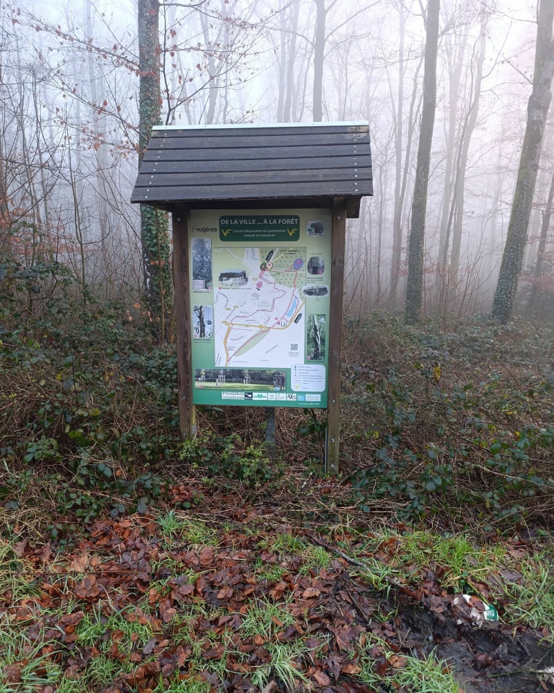 Forêt de fougères - Fougères