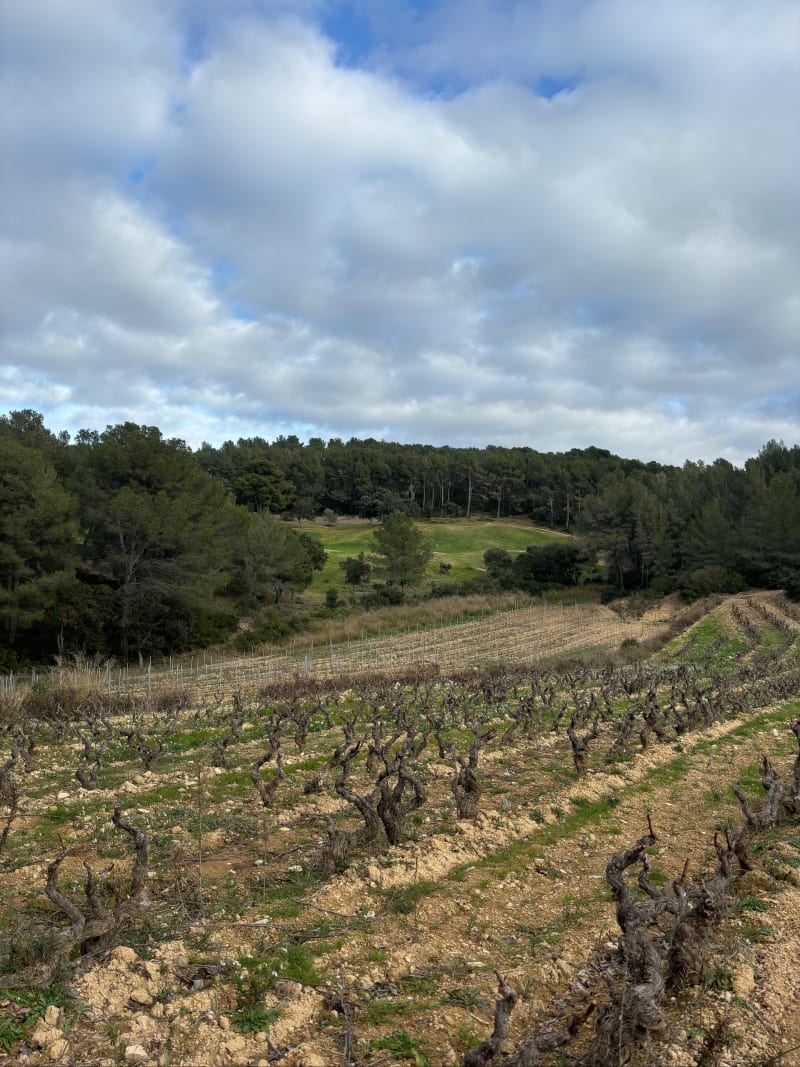 Randonnée à Saint-Cyr-sur-Mer - Saint-Cyr-sur-Mer