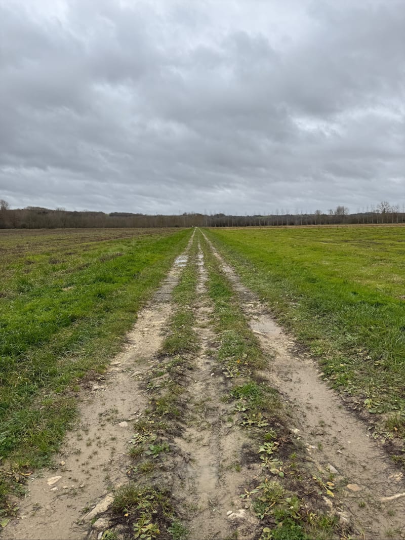 Chemin blanc et forêt aux Chabots - Balzac