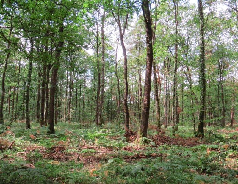 Marche quotidienne au Bois de Soeuvres - Vern-sur-Seiche
