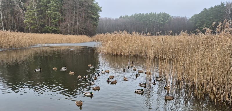 Stawy moraskie i potok Umultowski - Poznań
