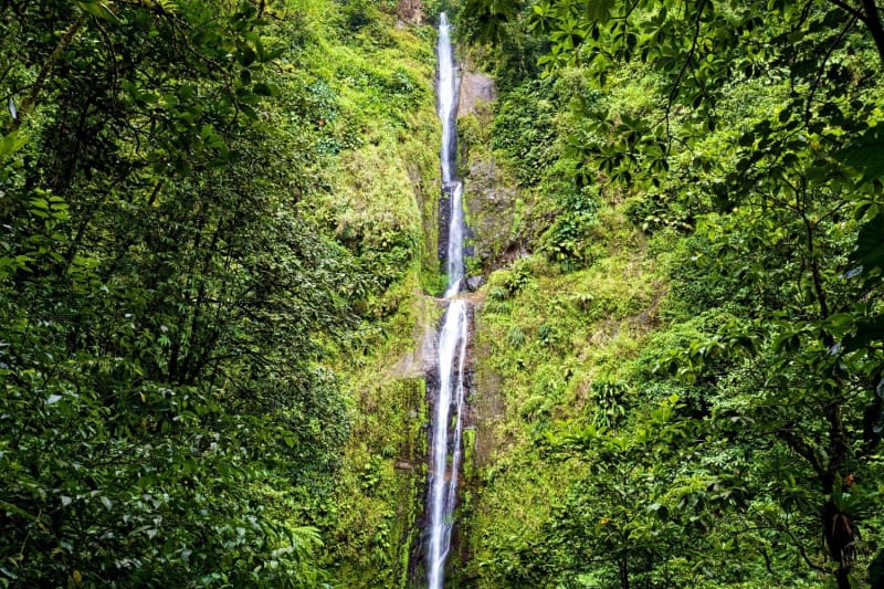 Randonnée chutes Moreau : vue sur la cascade longiligne entourée de végétation