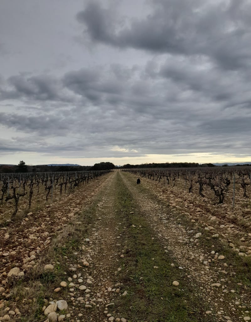Vigne et foret à Donzère - Donzère