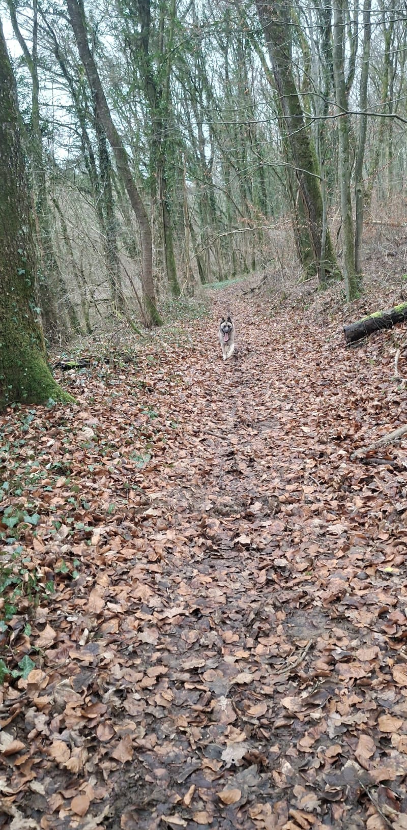 Promenade en foret à Briey - Val de Briey