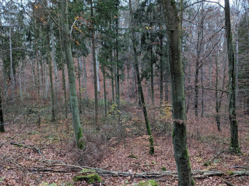 Hike blisko Owczarni - Gdańsk