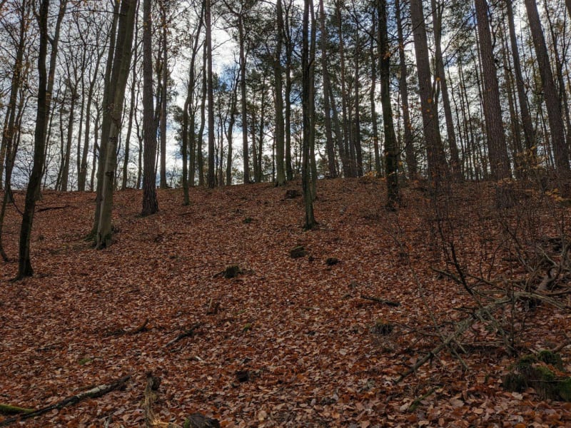 Hike od Strzyży do Jaśkowego lasu - Gdańsk
