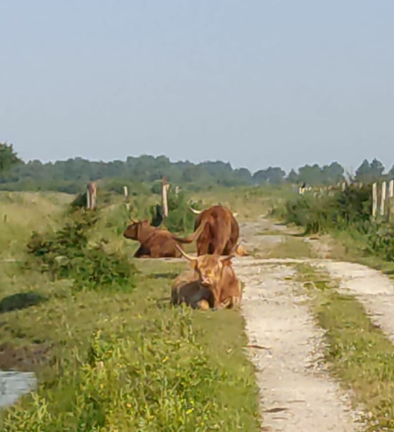 Le Crotoy, par St-Firmin à vélo - Forest-Montiers