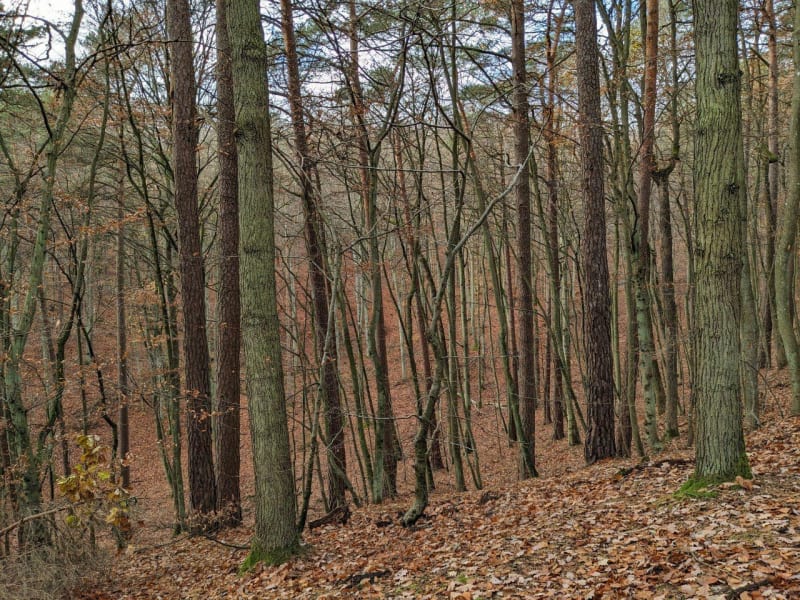 Krótki hike w Trójmiejskim Parku Krajobrazowym - Gdańsk