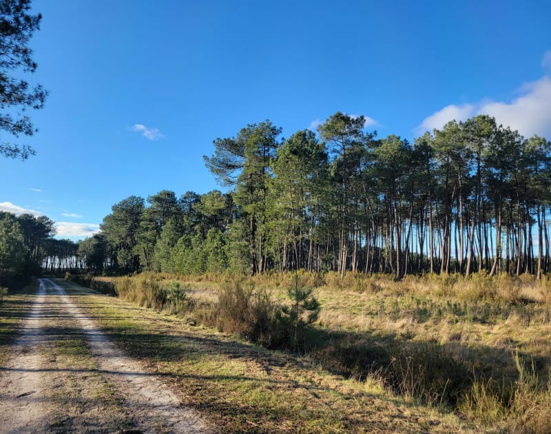 Marche en chemins forestiers et Parc Dubos - Biscarrosse