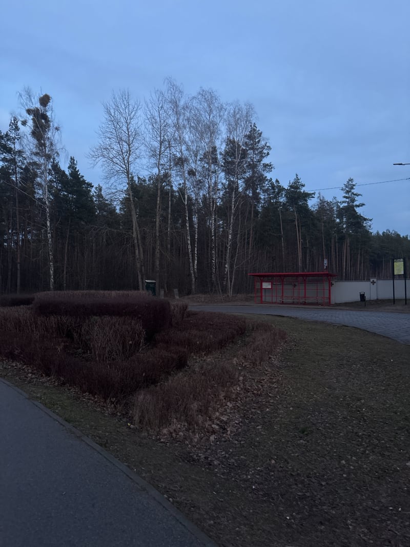 Lekki spacerek po lesie niedaleko Świętej Wody - Wasilków