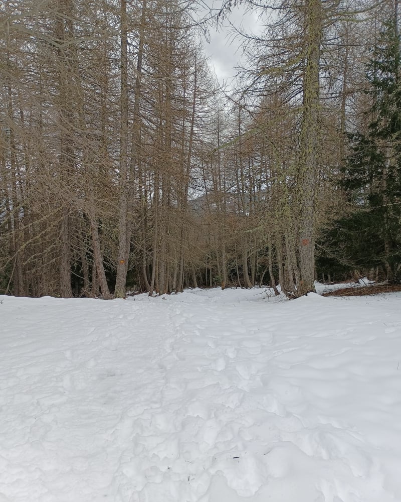 D'Auron au sommet d'Auron - Saint-Étienne-de-Tinée