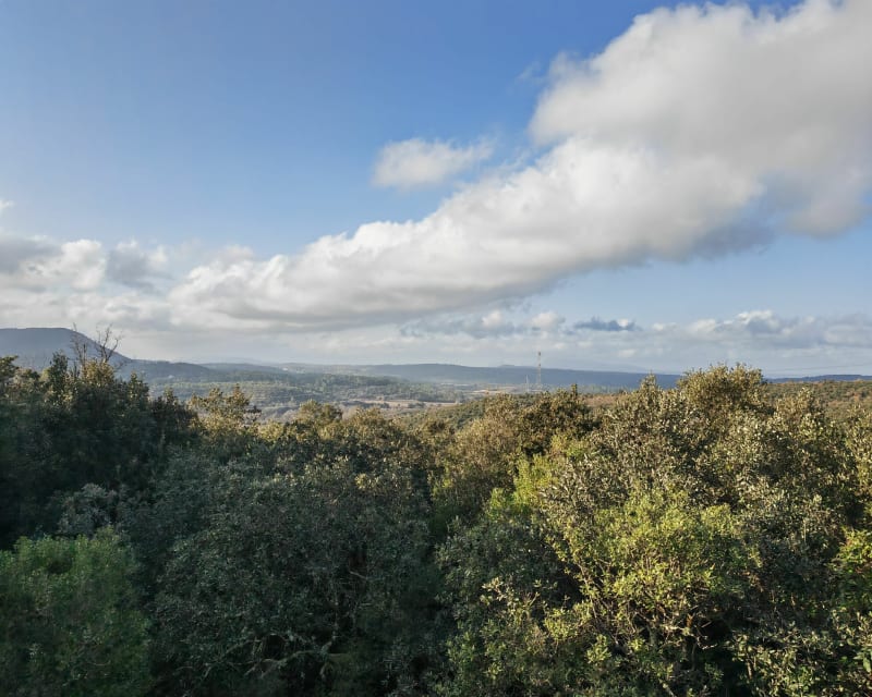 Forêt à Flassans - Flassans-sur-Issole