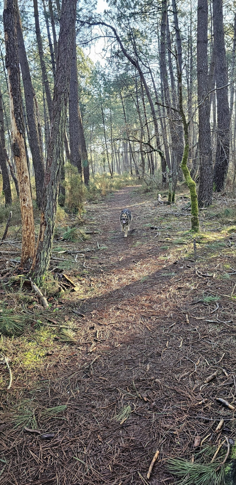 Balade Naevy - forêt et lac Magdeleine - Gujan-Mestras