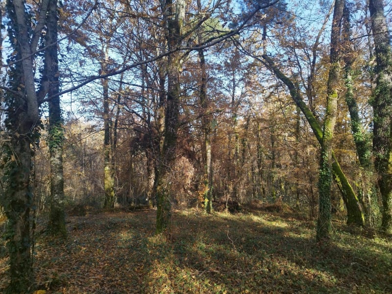 Balade dans les bois d'Ussac en hors chemins - Brive-la-Gaillarde