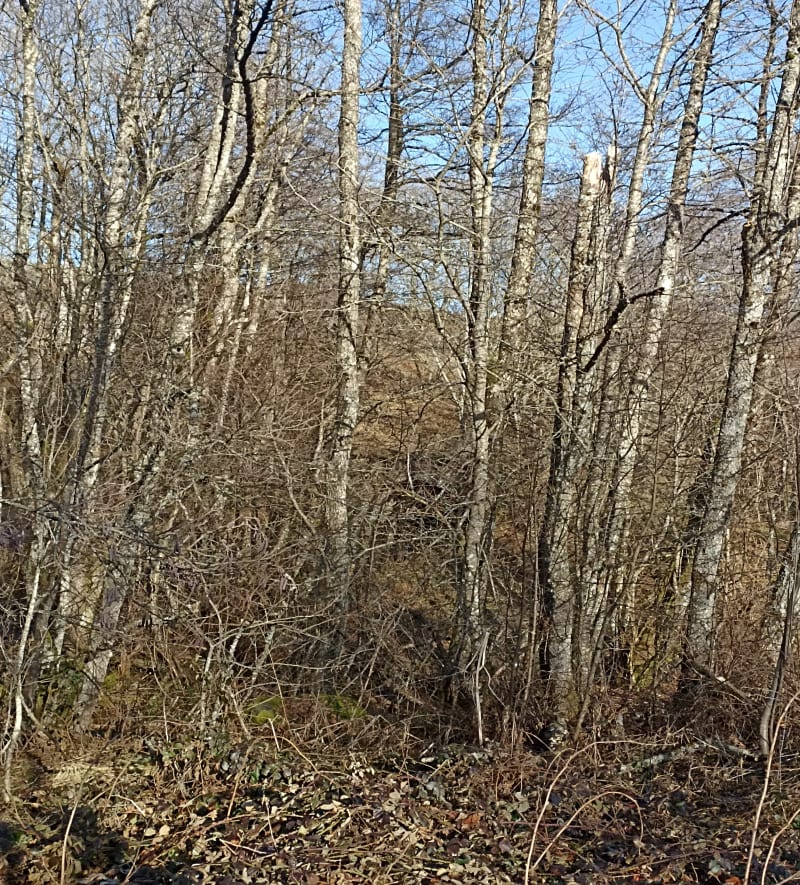 Promenade autour de Picherande. - Picherande