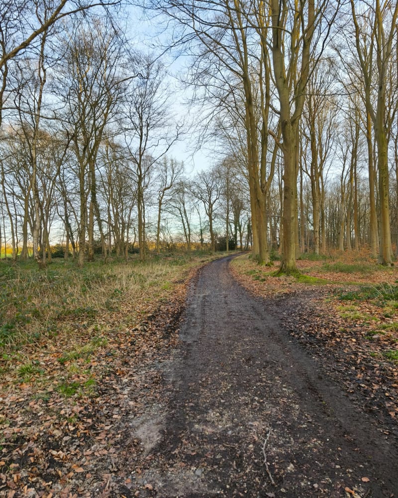 Foret de la Vaupaliere - La Vaupalière