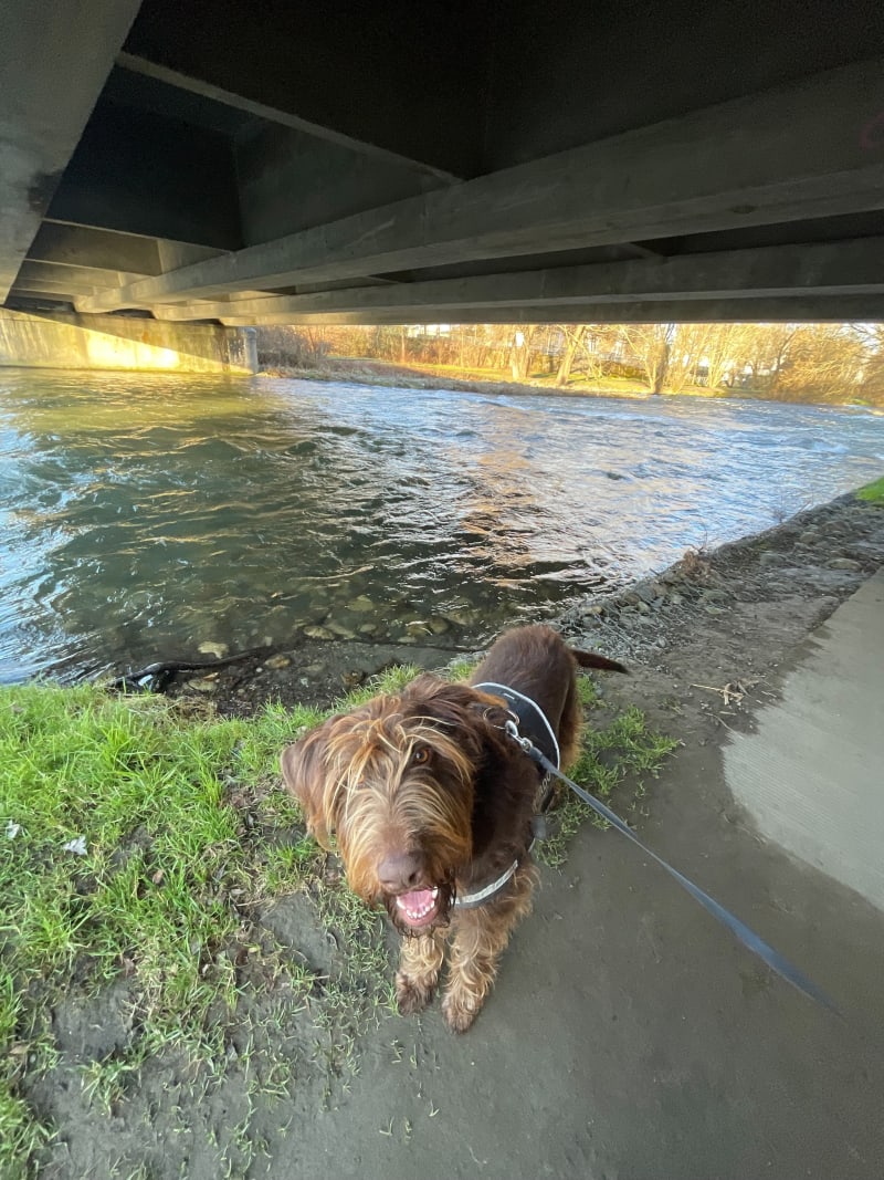 Balade Avec chien le long de l'Adour - Tarbes