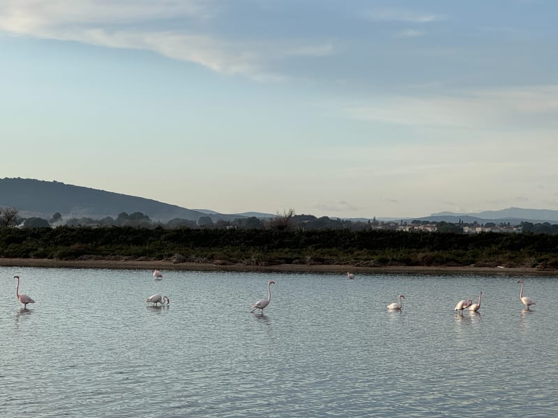 Balade entre étangs, plage et cathédrale - Villeneuve-lès-Maguelone
