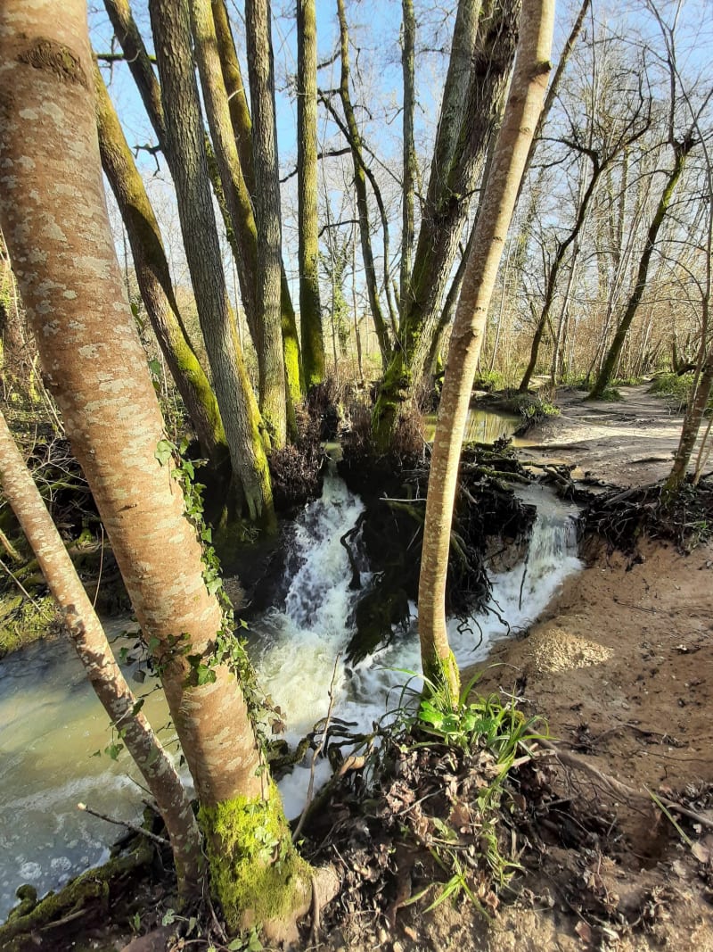 Forêt à Sadirac - Sadirac
