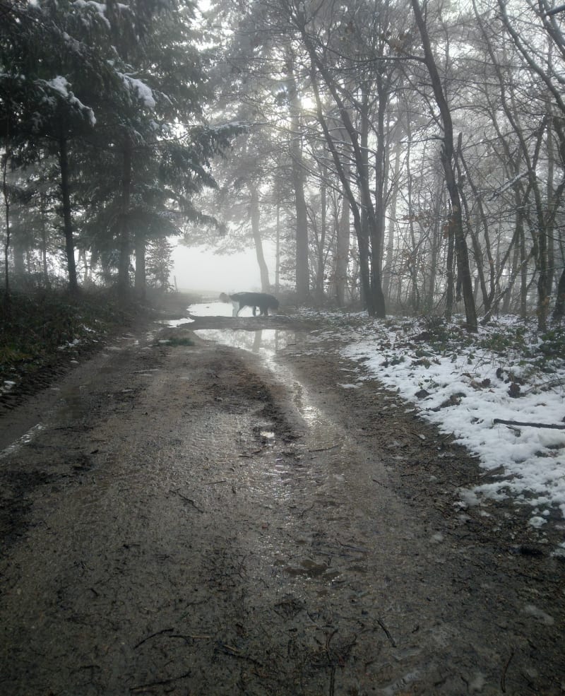 À travers bois et prairie à Rochegut - Rozier-Côtes-d'Aurec