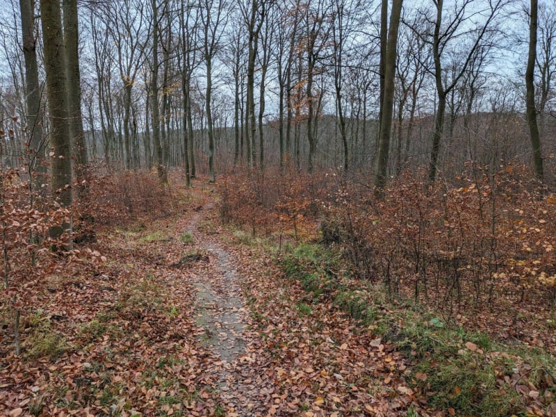 Trójmiejski Park Krajobrazowy i Dolina Strzyży - Gdańsk