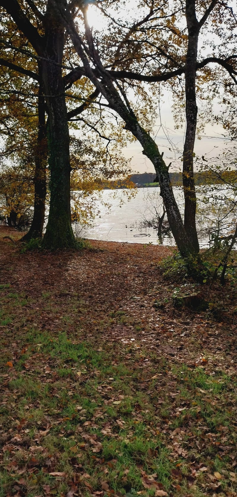 Tour du lac de Torcy Neuf - Torcy
