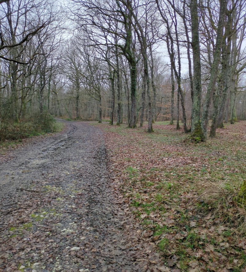 Forêt de Mazous - Castillon-Debats