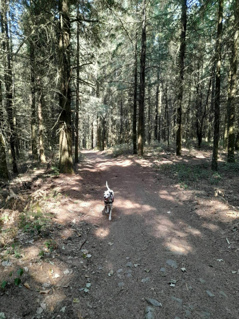Promenade de Mazamet par le Peyre Turlan - Mazamet