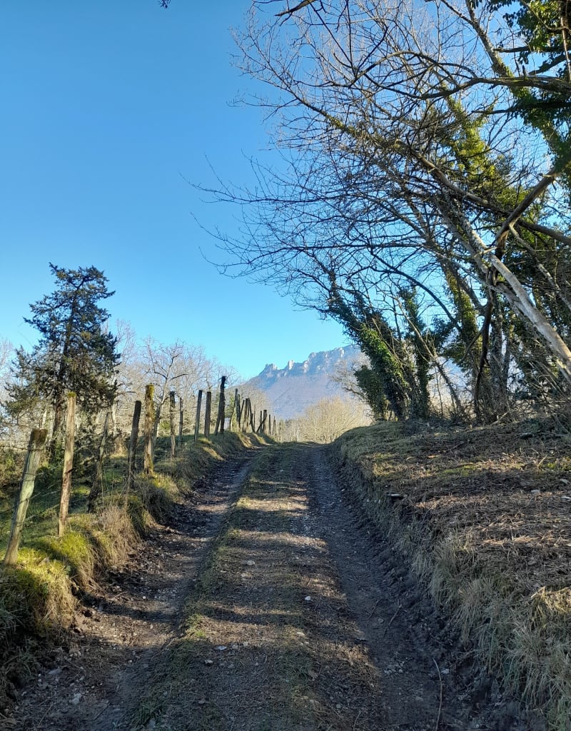 Forêt Saint Paul - Yenne