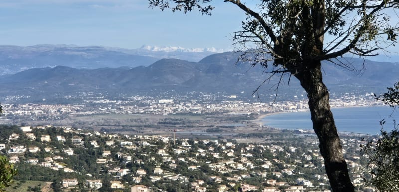 Les Issambres, Bois de la Gaillarde....parmi les mimosas - Roquebrune-sur-Argens