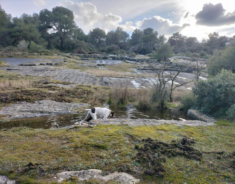 Boucle en Forêt de Lamanon - Lamanon