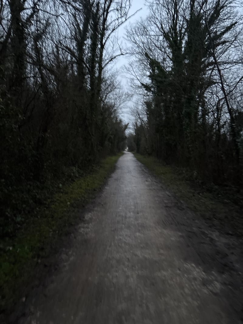 Balade au Bois de pins - Dompierre-sur-Mer