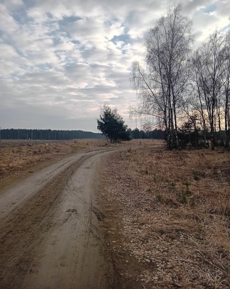 Tereny leśne osiedle Murator - Baranów