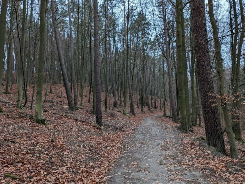 Długa wędrówka w Lesie Oliwskim - Sopot