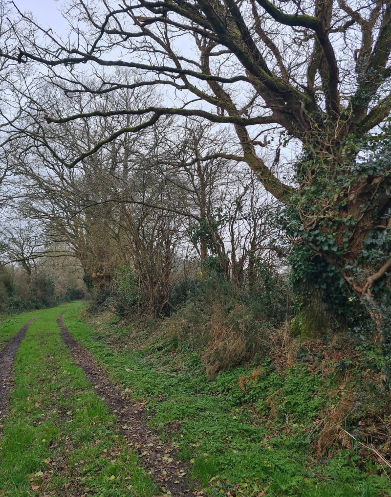Forêt et chemins vignolais - Vigneux-de-Bretagne