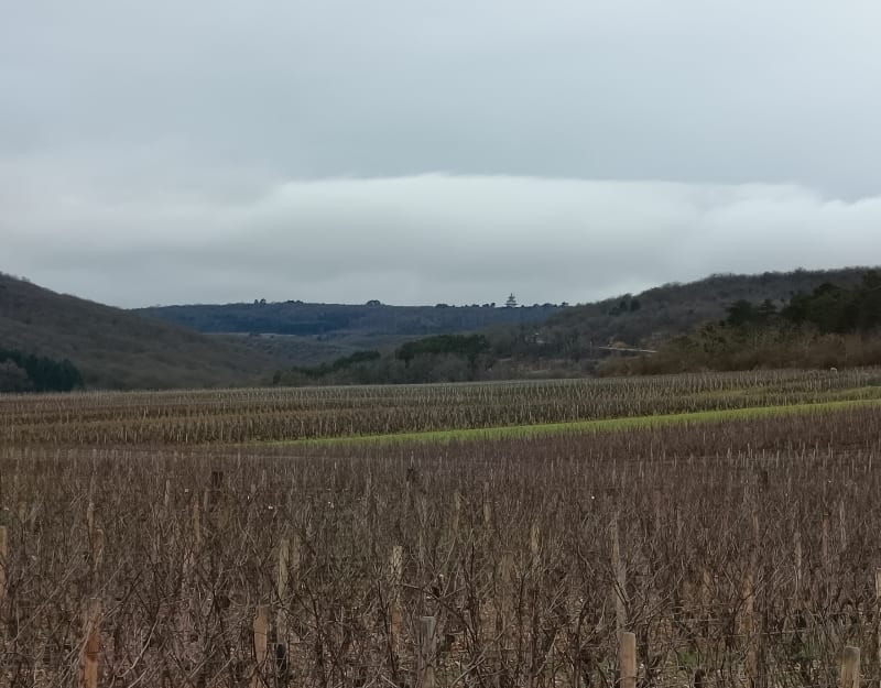 Marche à Chenôve, par Marsannay et les Portes - Chenôve