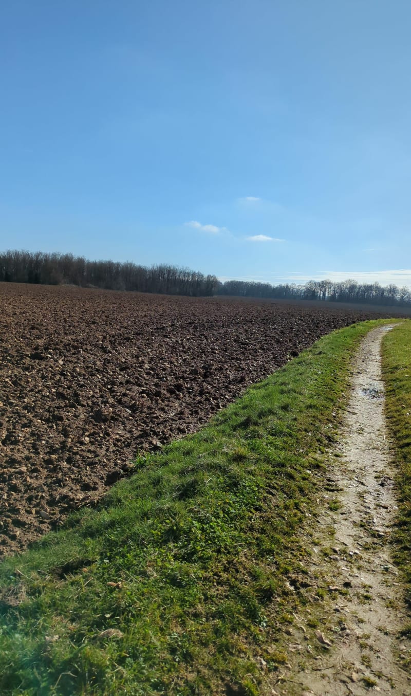 L'Homme de l'Epine depuis Puybaronneau - Cellefrouin