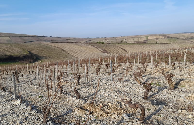 Sancerre autour de vignes - Sancerre
