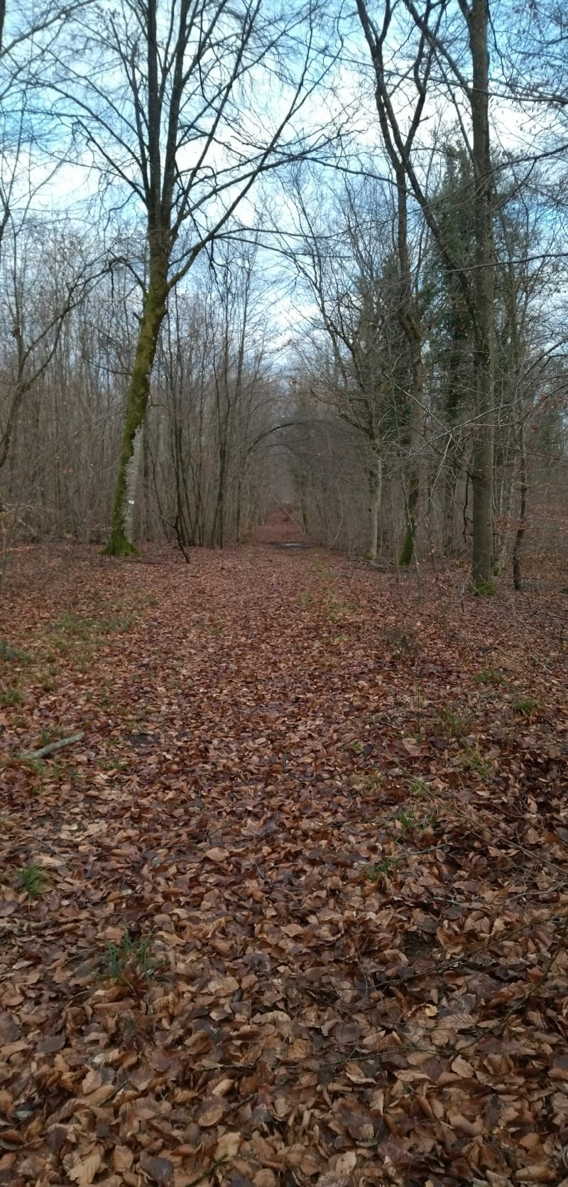 Bois de Pompey et Bois des Roches - Pompey