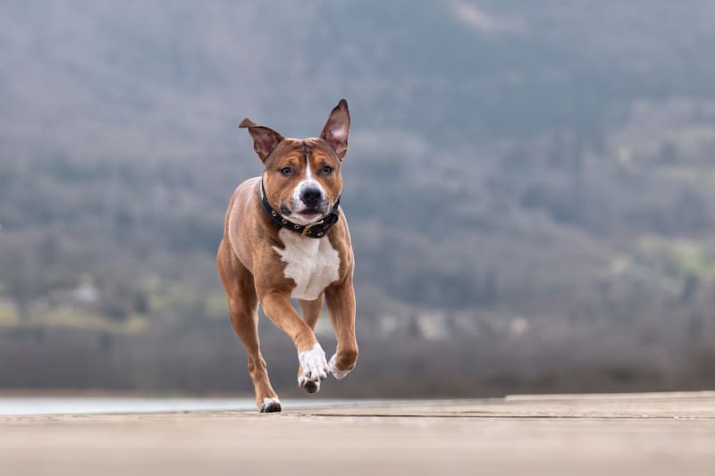 Balade avec les chiens par la Deysse - Entrelacs
