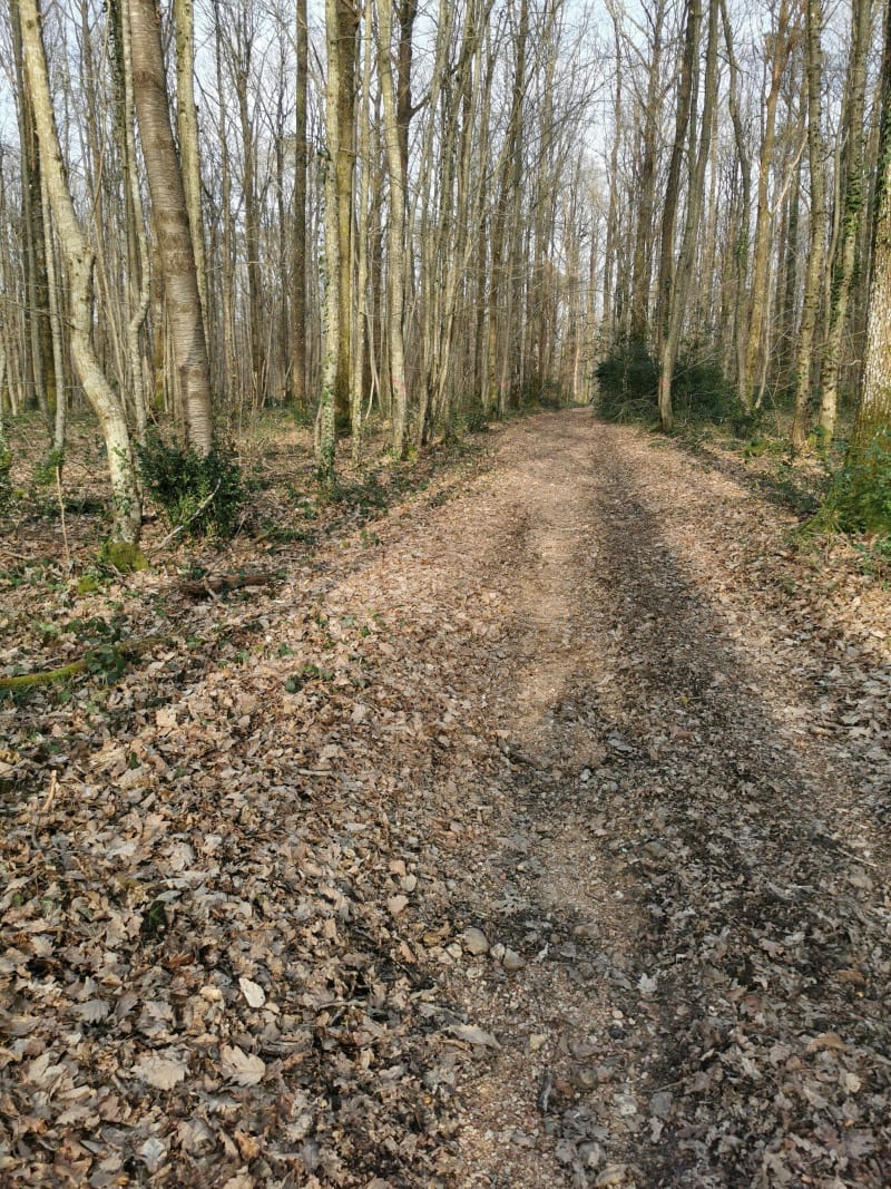 Randonnée dans le bois des Cracotières - Bretoncelles