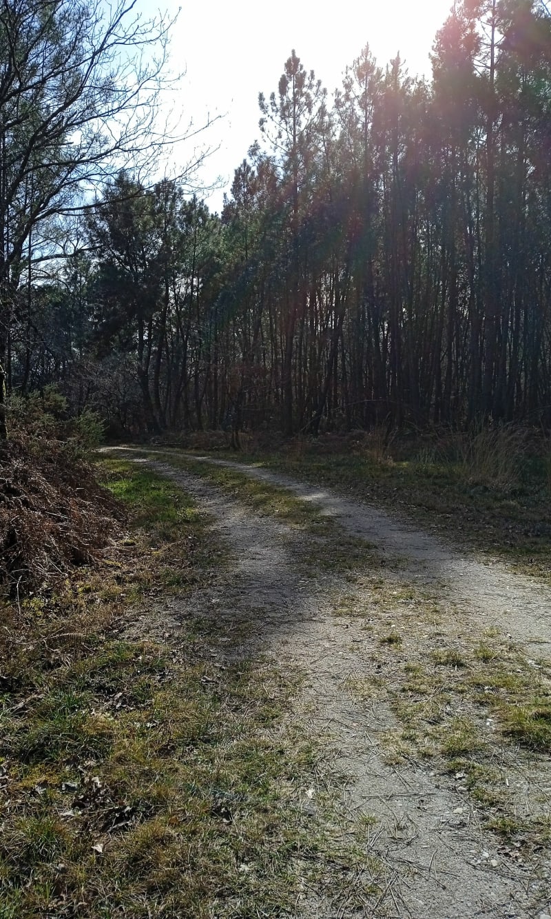 Forêt de Lapouyade - Lapouyade