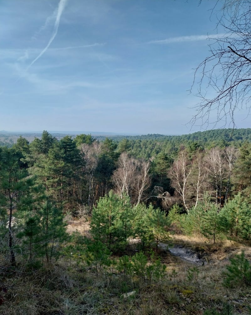 Hauts de Hurlement et le grand cèdre - Fontainebleau