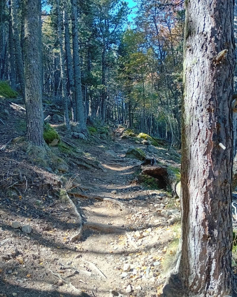 Lac de Matemale et Forêt d'en Calvet - Matemale