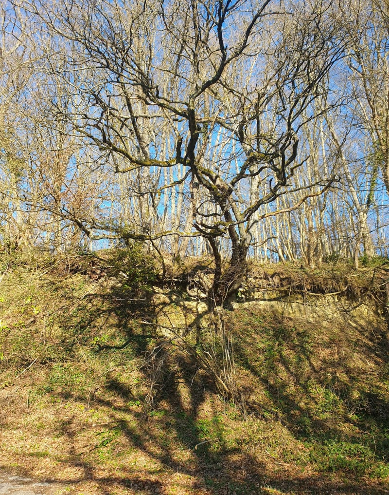 Chemin du Vernay - Moissieu-sur-Dolon