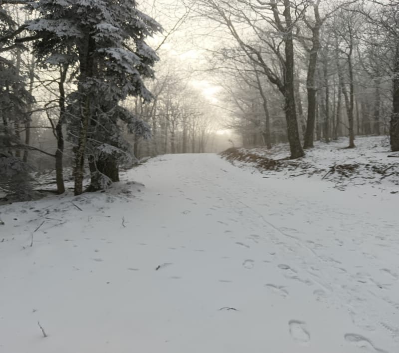 Bois d'Uffholtz et le Camp Turenne - Cernay