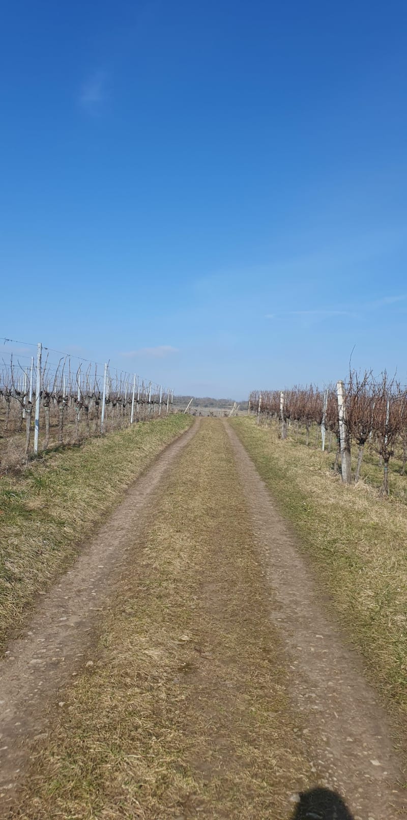 Rosheim et Rosenwiller par les vignes - Rosheim