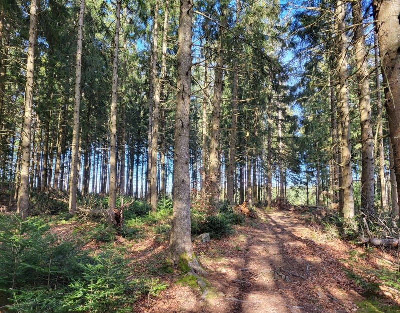 Entre champs et forêt de Rebaude - Jonzieux